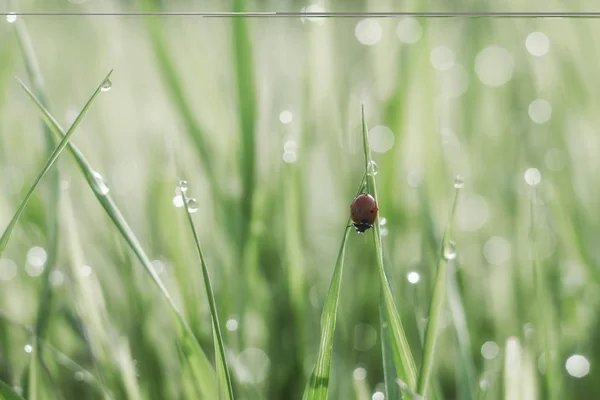 Coccinella Filo Erba Nei Raggi Della Luce Del Mattino — Foto Stock