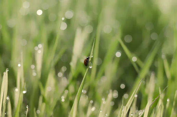 Joaninha Rastejando Grama Gotas Orvalho — Fotografia de Stock