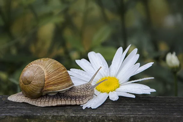 Šnek Heřmánku Fotografie Pořízené Jarní Zahradě — Stock fotografie