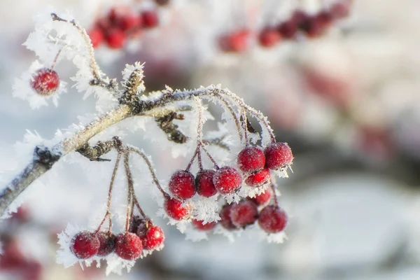 Hawthorn Berries Covered Frost Sunny Winter Day — Stock Photo, Image