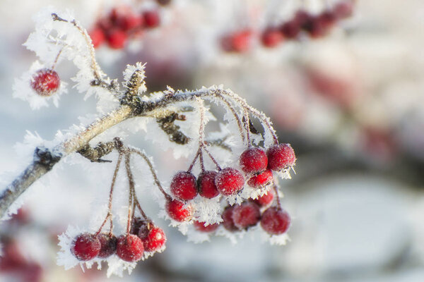 Hawthorn berries covered with frost on a sunny winter day