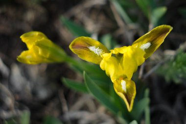 Iris çayırda ilkbaharda çiçek açar
