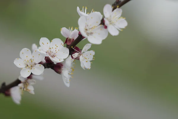 早春の桜の枝 — ストック写真