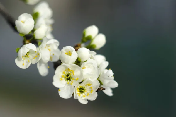 春の初めの梅の花の枝 — ストック写真