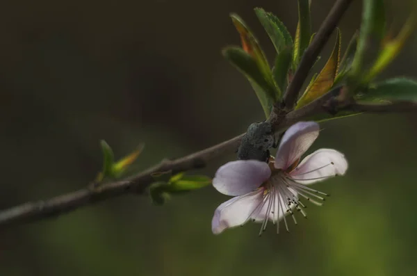 Персиковый Цвет Весной Цветок Персика Сфотографирован Вблизи — стоковое фото
