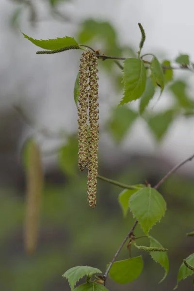 Nyír Betula Pendula Virágzat Kora Tavasszal — Stock Fotó
