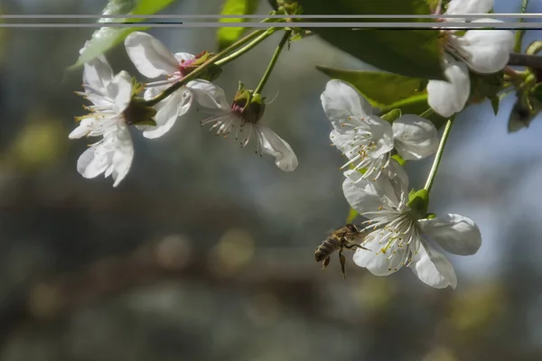 蜂が飛ぶ晴れた春の日に桜の花に近い — ストック写真