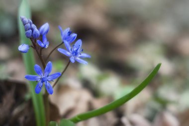 Bluebells çiçek açmış. Koşullar, woodlands için banliyö çimenler kıyı bahçeleri için gelen bir dizi büyüyen buluncaya kadar. 