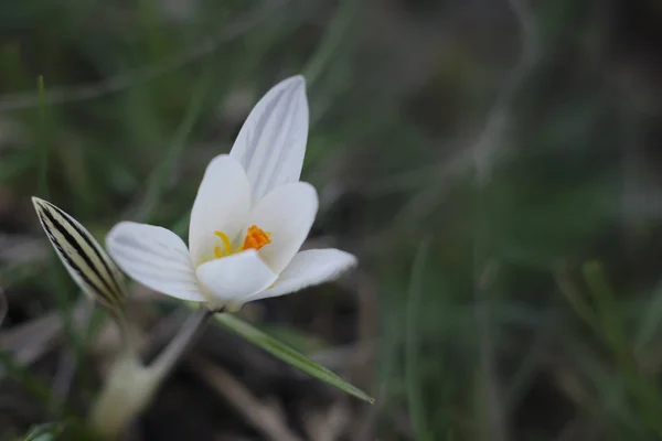 Vita Crocus Blommor Med Gula Ståndare Blommade Tidigt Våren — Stockfoto