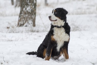 Kar parkta oturan bernese çoban