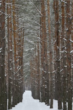 Çam ormanında kış yolu