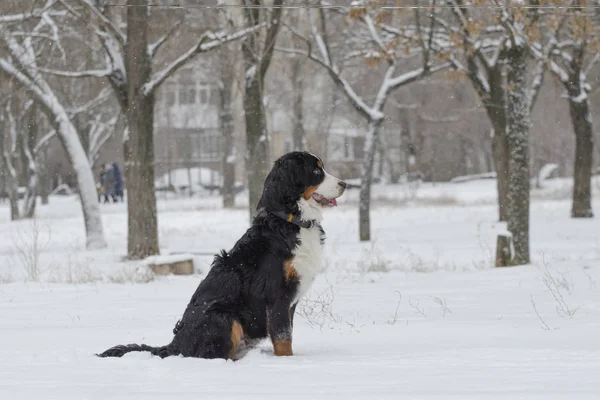 Perro Negro Está Sentado Nieve — Foto de Stock