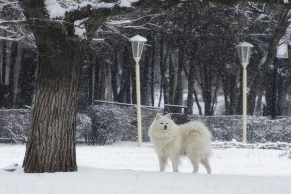 Perro Blanco Pasea Día Nevado Las Nevadas Forman Hermoso Fondo — Foto de Stock