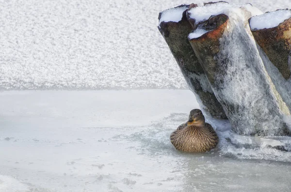 Pato Salvaje Sentado Hielo Río Congelado — Foto de Stock