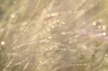 Çimen çiy içinde arka plan. Güneş ışığı parlak bir bokeh oluşturur