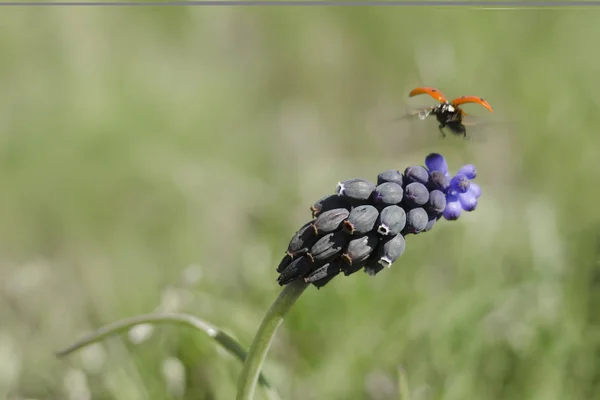 Muscari Neglectum Erken Büyüyor Çok Yıllık Bitki — Stok fotoğraf