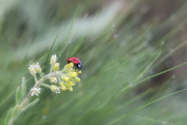 Ladybug Crawling Flower Early Morning Grass Flooded Bright Sunlight — Stock Photo, Image