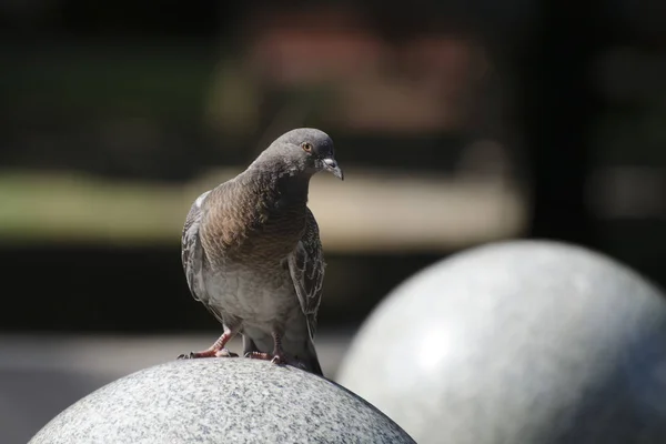 Taube Sitzt Auf Steinkugel Park — Stockfoto