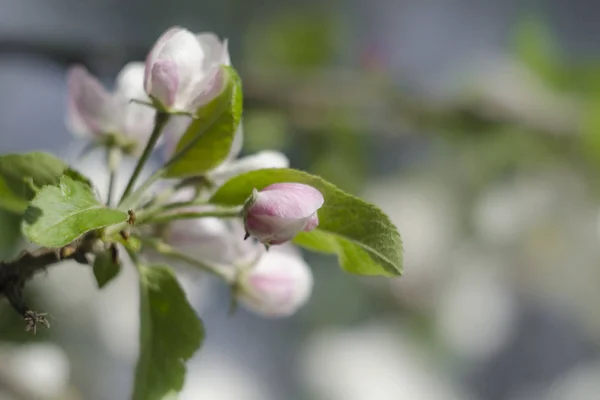 リンゴの花のつぼみがある快適なピンクの色合い — ストック写真
