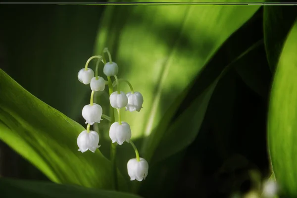 フォレスト内の Convallaria Majalis ブルーム — ストック写真