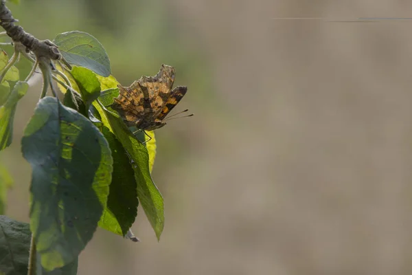 Schmetterling Sitzt Auf Einem Apfelbaumzweig Die Sonne Erhellt Den Schmetterling — Stockfoto