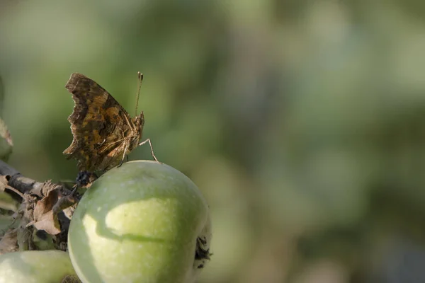 Kelebek üzerinde yeşil elma oturur