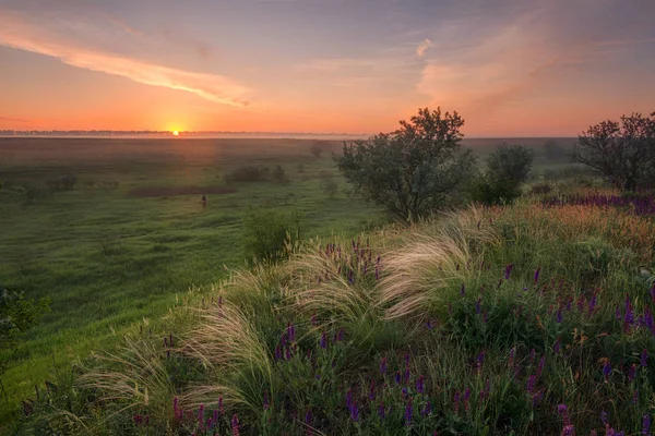 Sunrise in the steppe. Steppe covered with a blooming feather grass.