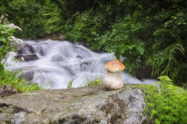Dağ nehir kenarında büyük mantar yetişir.