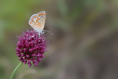 Bir yabani soğan çiçek kelebek Polyommatus icarus oturur.