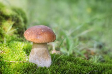 Bir büyük beyaz mantar moss ormanda yetişen.