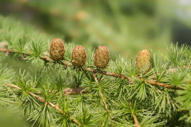 Güneş tarafından aydınlatılmış genç larch koniler.