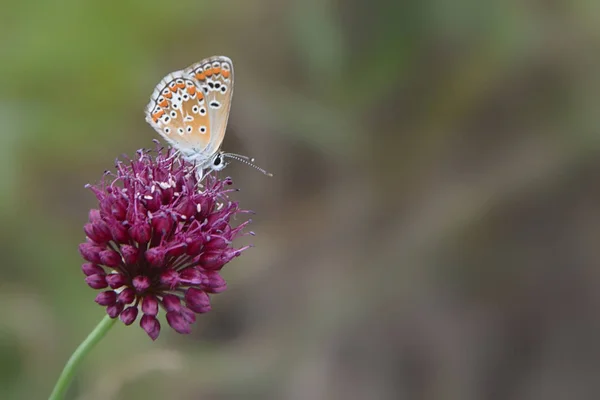 Bir Yabani Soğan Çiçek Kelebek Polyommatus Icarus Oturur — Stok fotoğraf
