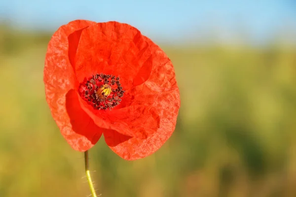 Röd Vallmo Blomma Enhetlig Bakgrund — Stockfoto