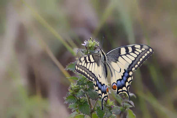 Grand Papillon Est Assis Sur Une Fleur — Photo