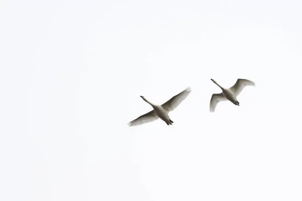 Une Paire Cygnes Vole Dans Ciel Oiseaux Sur Fond Blanc — Photo