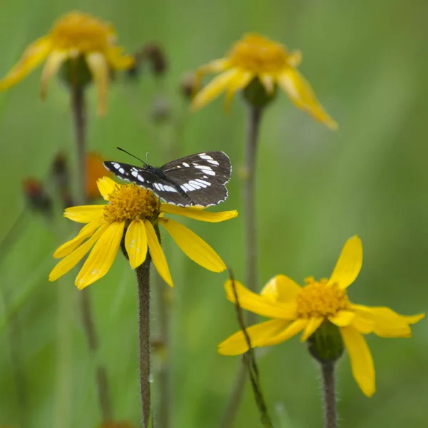 Bir Kelebek Bir Çiçek Yeşil Bahar Çayırda Oturur — Stok fotoğraf