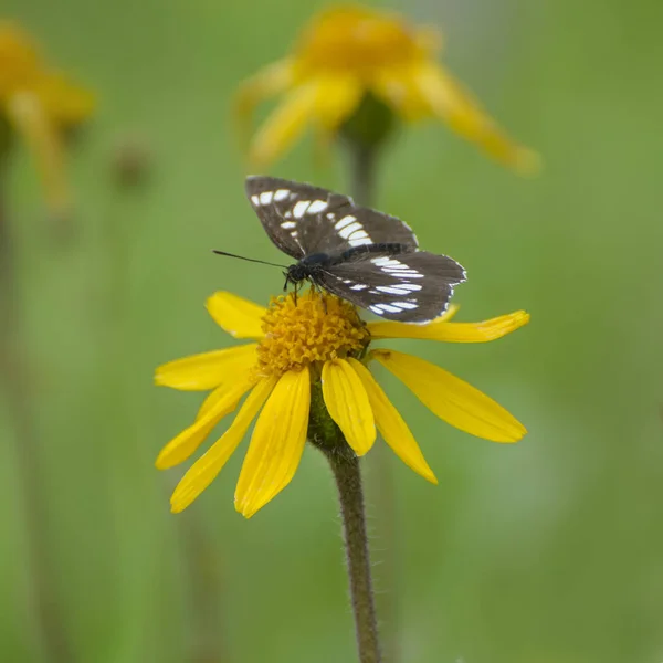 Bir Kelebek Bir Çiçek Yeşil Bir Çayırda Oturur — Stok fotoğraf