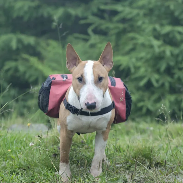 Bull terrier with bag on the back. The Bull Terrier is a stout and muscular dog.