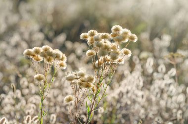Arka ışık sahada çayır çiçek çiçeklenme