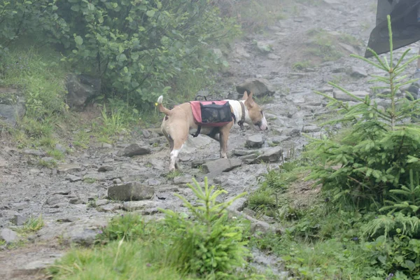 The bull terrier bears a bag on a back, travels in mountains. Rainy weather.