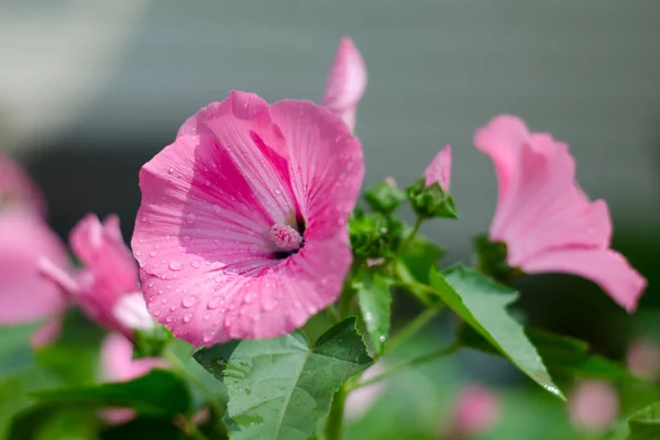 Садова Квітка Краплі Роси — стокове фото