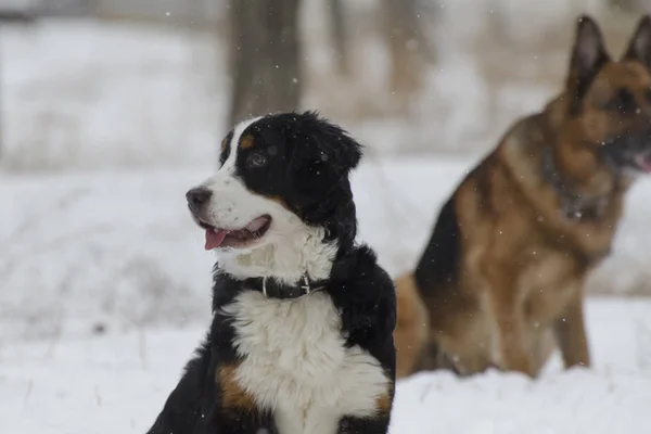Bernese and Caucasian Shepherd Dogs play in the snow in a winter park.