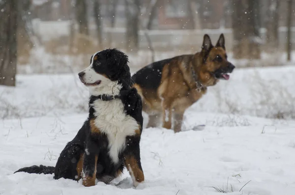 Bernese and Caucasian Shepherd Dogs in the winter park.