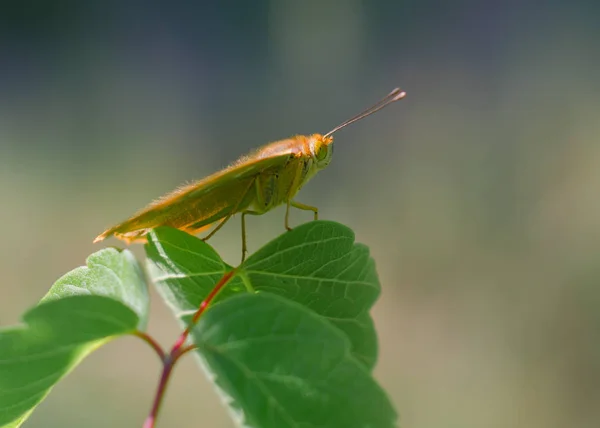 Argynnis Pandora Duduk Atas Daun Pohon — Stok Foto