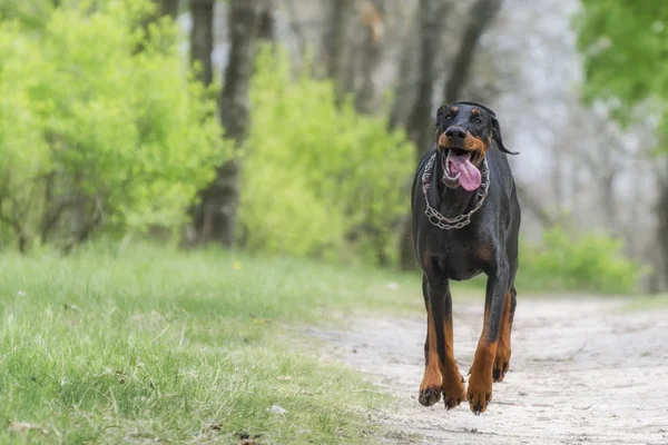 Dobermans Son Perros Muy Móviles Fuertes — Foto de Stock