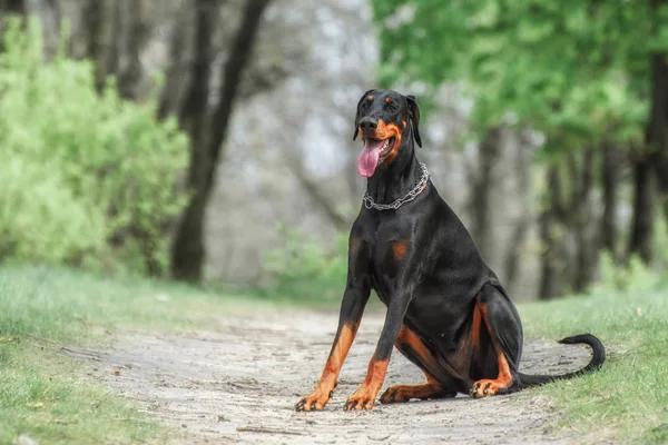 Dobermans São Cães Muito Fixes Fora — Fotografia de Stock