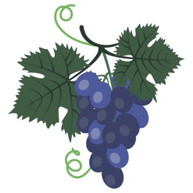 Vektör grafik clipart grup mavi üzüm