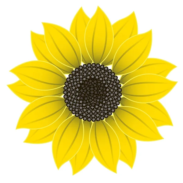 Vector graphics clipart Sunflower Flower