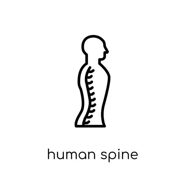 Human Spine Icon Trendy Modern Flat Linear Vector Human Spine — Stock Vector