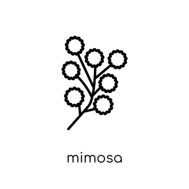 Mimoza simgesi. Modaya uygun modern düz doğrusal vektör Mimoza simgesi ince çizgi doğa Collection, düzenlenebilir anahattı kontur vektör çizim beyaz arka plan üzerinde